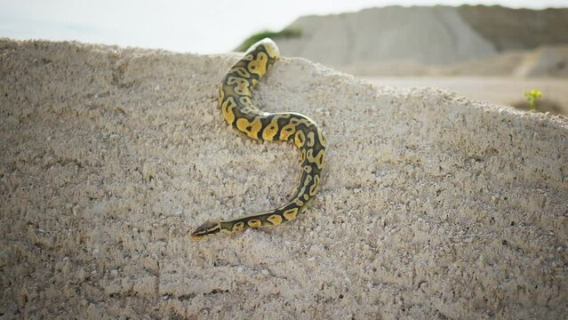Wonderful snake moving slowly in the desert in front of the camera in a sunny day