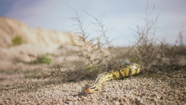 Capturing video of amazing big snake moving slowly in the desert he looking so beautiful