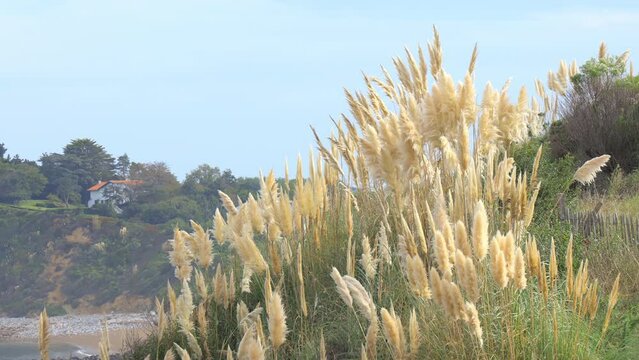 Pampa grass or cortaderia selloana, a species of flowering plant in the Poaceae family along the atlantic coast in Saint-Jean-de-Luz, France