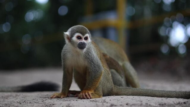 monkey in leticia in the amazon