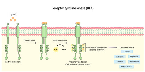 Tyrosine kinase receptor. Dimerization, phosphorylation, activation and cellular response. Cell membrane receptors for ligands as growth factors and cytokines binding. Insulin receptor. vector design