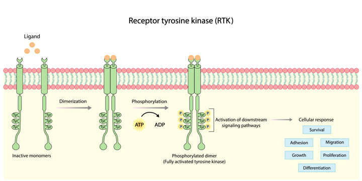 Tyrosine kinase receptor. Dimerization, phosphorylation, activation and cellular response. Cell membrane receptors for ligands as growth factors and cytokines binding. Insulin receptor. vector design