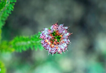 Heath Plant in Nature. Macro Photography