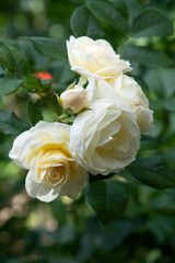 beautiful  aromatic ivory  roses with soft yellow core blooming in garden  at sunny morning. close up