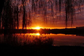 Sunlight over a lake at sunrise. Relfection of the sun in the water. Silhouette of weeping willow...