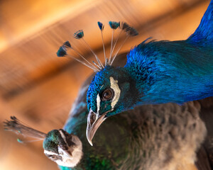 primer plano de cabeza de ave pavo real azul