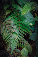 Plantas tromicales de la selva misionera y amazonica de hojas verdes y con grandes propiedades