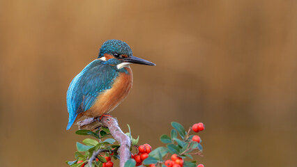 kingfisher perching on banch near the lake