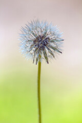 Common Dandelion: Plant Macro Photography