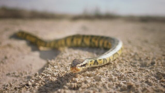 Very closeup to the camera capture video of a big beautiful snake moving slowly to the camera