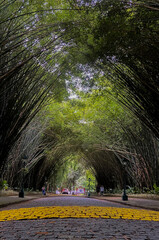 um caminho coberto por bambus
