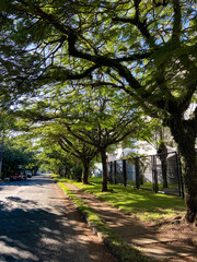 as &aacute;rvores do recreio