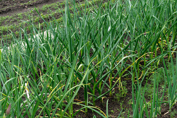 Young green shoots of garlic in the garden.