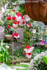 Maceta colgante con flores fuchsia hybrida 
