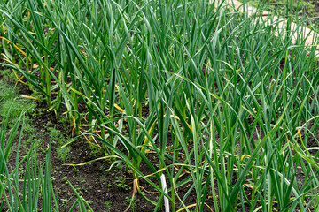 Obraz premium Young green shoots of garlic in the garden.