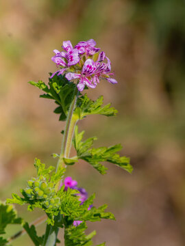 Sweet Scented Geranium: A Fragrant Delight in Nature