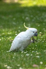 Portrait of a Wild Cockatoo on the Grass in Australia