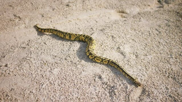In amazing sunny day in the desert capturing video of a amazing snake slithering across the sand
