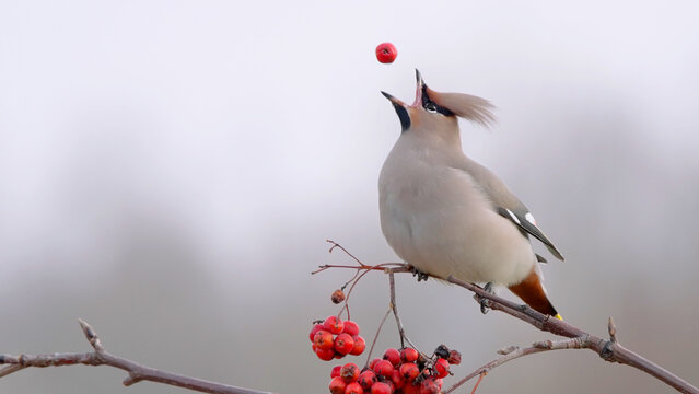 Bohemian waxwing  bird and rowan berries Bombycilla garrulus