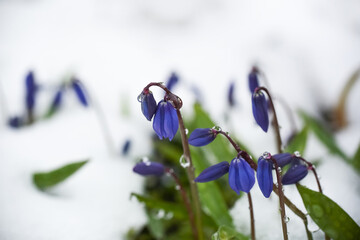 Blooming plant Scilla in the snow - obrazy, fototapety, plakaty