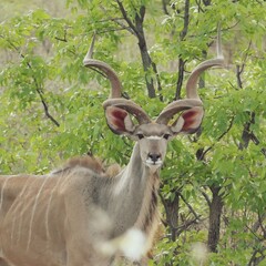 The greater kudu on  the look-out