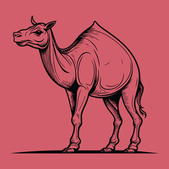 Beautiful Camel Vector Art Illustrator Design 