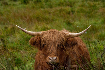 scottish highland cow with horns on the island of Skye