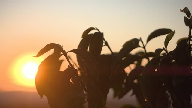 Sunrise on a large specialty coffee plantation on a farm in the interior of Brazil, with a wide variety of species and a beautiful view of the horizon
