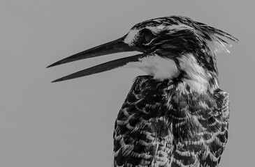 A close-up black and white photograph of a Pied Kingfisher