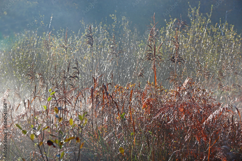 Sticker autumn mist in decoy country park, devon