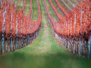 Rows of Wine Country Vineyards in Beautiful Autumn Colors of Red
