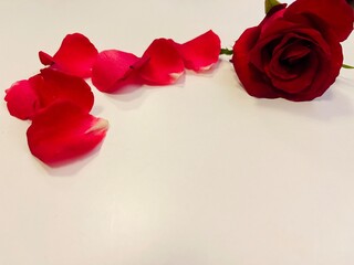 beautiful red rose background and fresh