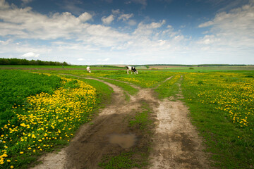 On a sunny spring day, several farm cows are grazing on a green field with flowers.