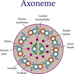 A Cross section of an axoneme .Vector illustration.