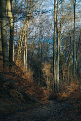 Mystische Waldstimmung im Dezember ohne Schnee, Mischwald