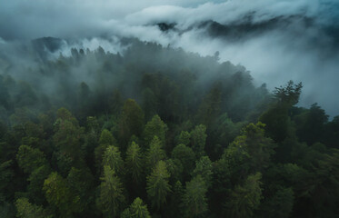 The mountains are shrouded in a thick blanket of fog, obscuring their peaks and creating an eerie,...