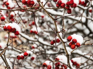 Branches with red berries sprinkled with snow