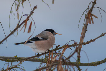 bullfinch on the tree