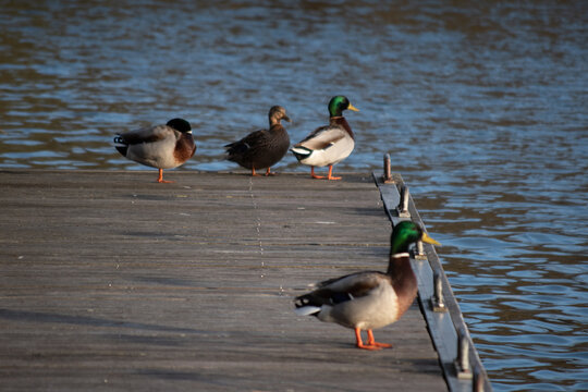 canard sur un ponton au bord d'un lac