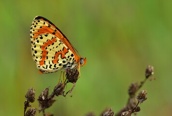 Melitaea didyma  1031