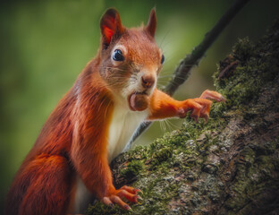 Eichhörnchen mit einer Haselnuss im Maul