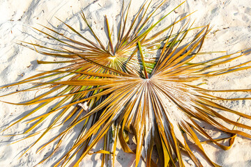 Tropical green exotic Caribbean Maya Chit palm palms rainforest Mexico.