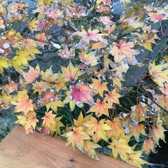 autumn leaves background