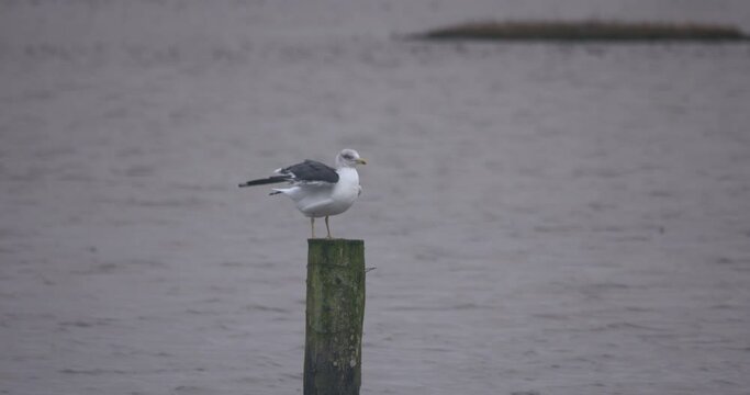 Great Black backed gull perched on wooden post shaking wing feathers near coast water slow motion