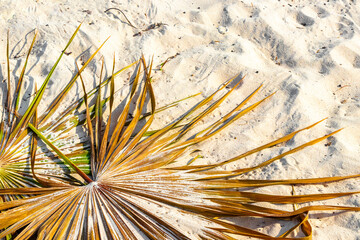 Tropical green exotic Caribbean Maya Chit palm palms rainforest Mexico.