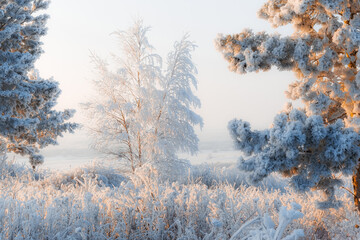snow covered trees