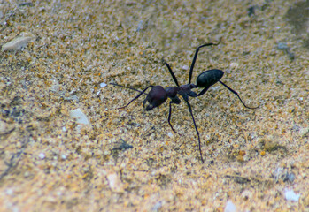 Meat Ant: Insects Macro Photography