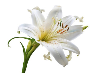 white lily isolated on white, png