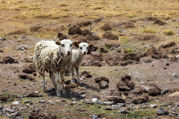 Two sheep in a wild environment. Altiplano. Bolivia