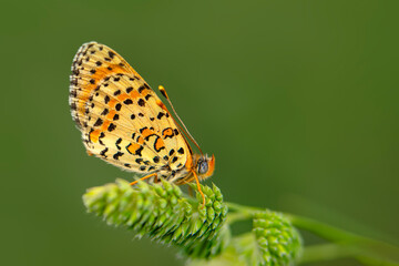 Macro shots, Beautiful nature scene. Closeup beautiful butterfly sitting on the flower in a summer garden.